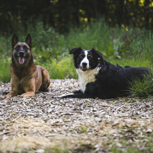 Chiens Guadeloupe ostéopathe