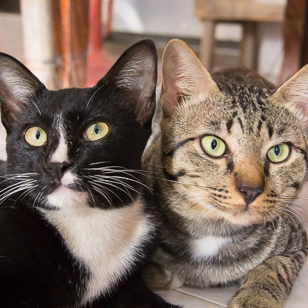 Chats Guadeloupe ostéopathe